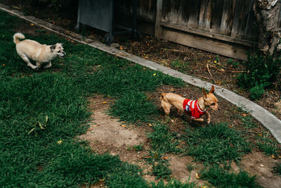 High angle view of dog lying on grass