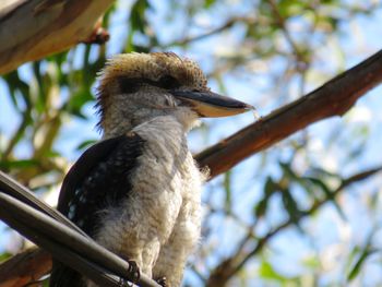 Low angle view of bird perching on branch