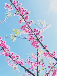 Low angle view of pink cherry blossoms in spring
