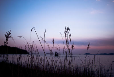 Silhouette grass by lake against sky during sunset