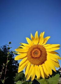 Close-up of sunflower against clear blue sky