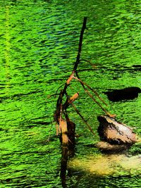 High angle view of leaf floating on lake