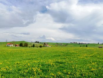 Rural scene with cottage and meadow