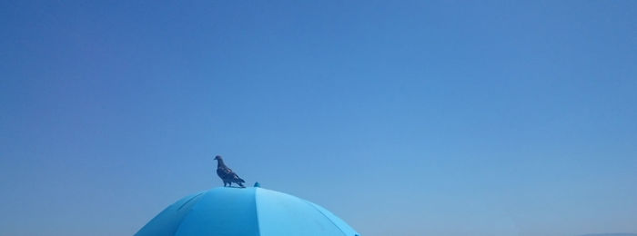 Low angle view of horse against clear blue sky