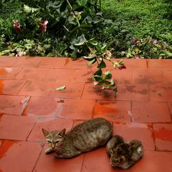 Cat on stone wall