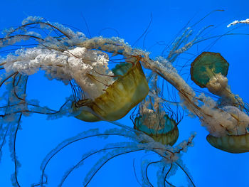 Close-up of jellyfish swimming in sea