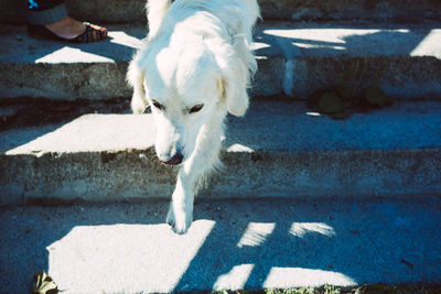 High angle view of labrador retriever on staircase