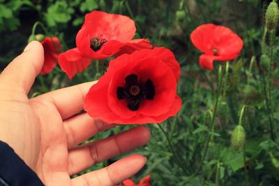 Close-up of hand holding red poppy flower