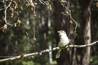 Close-up of bird perching on tree