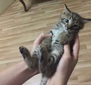 Close-up of hand holding kitten at home