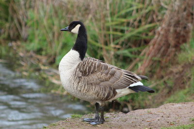 Canada goose bya lake 