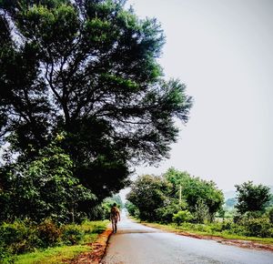 Rear view of woman on road amidst trees against clear sky