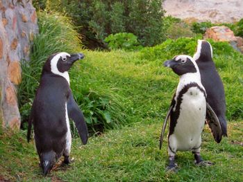 View of a sheep on grass