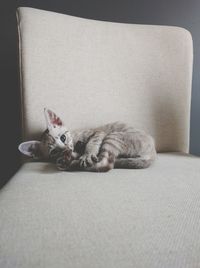 High angle view kitten lying on chair