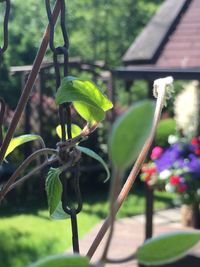 Close-up of plant in garden