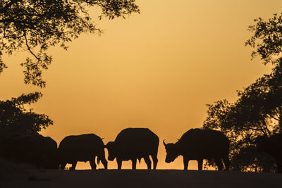 Silhouette buffaloes on field against sky during sunset