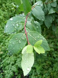 Close-up of wet plant leaves during rainy season