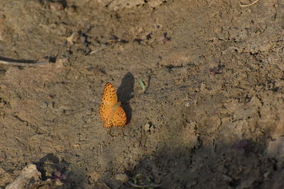 High angle view of butterfly on ground