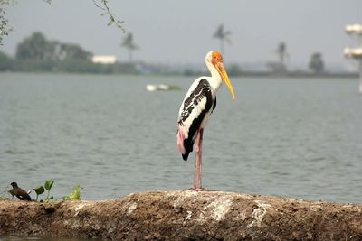 Painted stork at lakeshore against sky