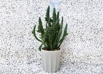 Close-up of potted plant against white background