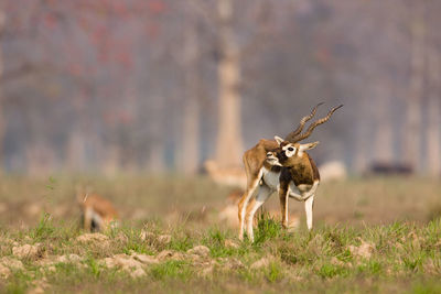 Deer standing on land