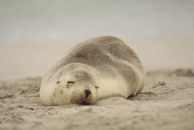 Surface level of sea lion sleeping on sand at beach