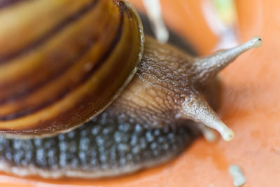 Close-up of snail