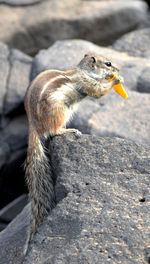 Close-up of squirrel on rock