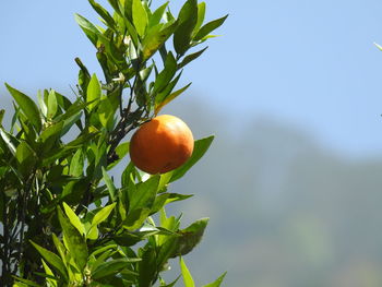 Low angle view of orange tree against sky