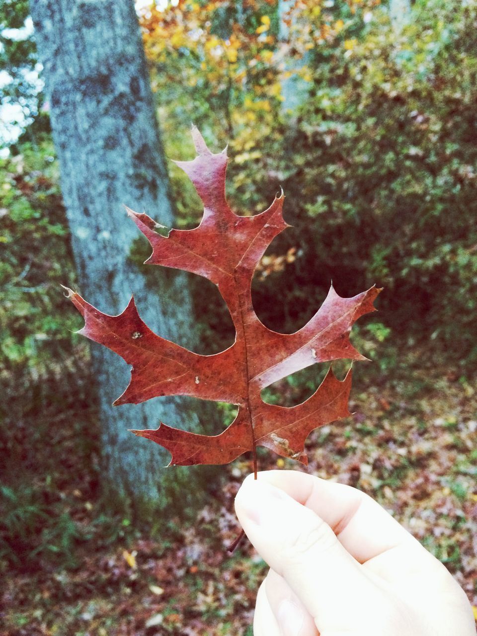 CLOSE-UP OF HAND HOLDING MAPLE LEAF