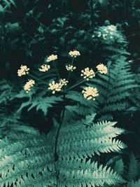 Close-up of white flowering plant