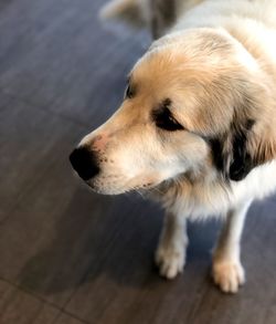 High angle view of dog looking away