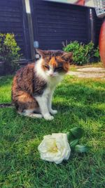 View of cat on grassy field