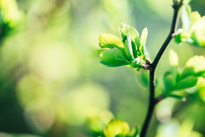 Close-up of plant