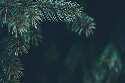 Closeup of pine branches with dark copy space