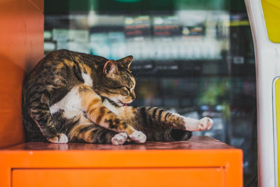 Cat licking body while sitting on orange container