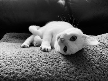 Dog lying down on sofa