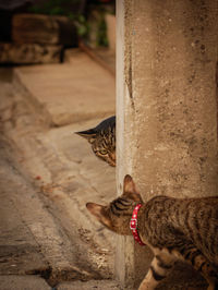 Cat looking at camera