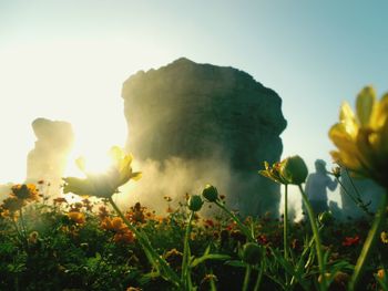 Close-up of yellow flowering plants on field against sky
