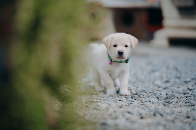 Portrait of a dog