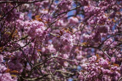 Close-up of cherry blossom