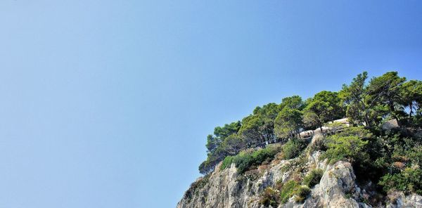 Low angle view of trees against clear blue sky