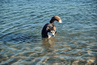 High angle view of duck swimming in lake