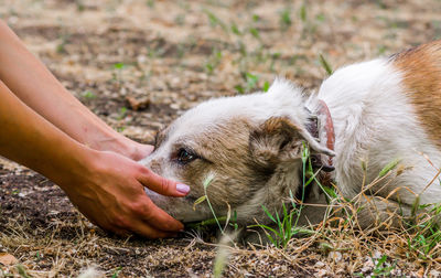 Close-up of dog