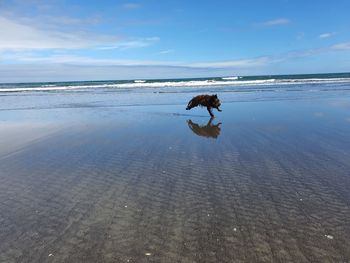 View of a horse on beach
