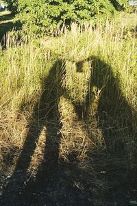 Shadow of tree on field