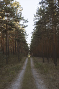 Empty road amidst trees in forest