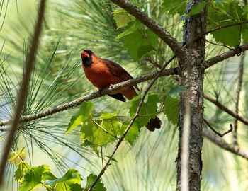 Bird perching on a tree