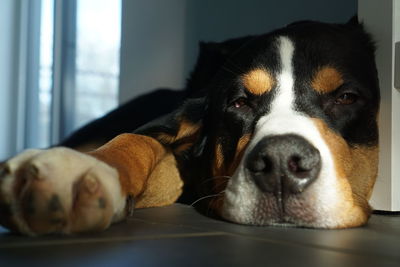 Close-up portrait of a dog resting at home