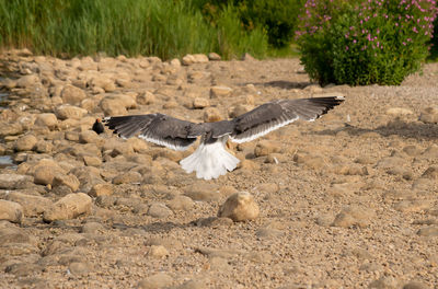 View of a bird flying